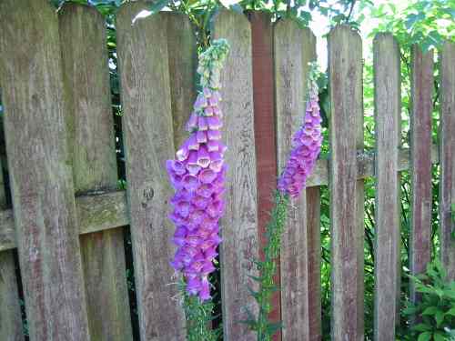 A picture named Digitalis.jpg
