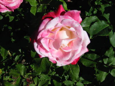 A picture named Rose_Garden_2.jpg