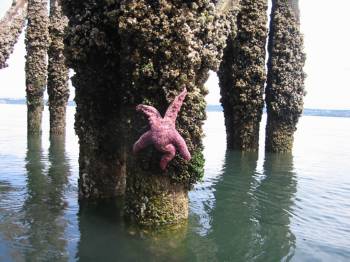 A picture named Starfish1.jpg