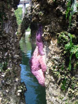 A picture named Starfish2.jpg